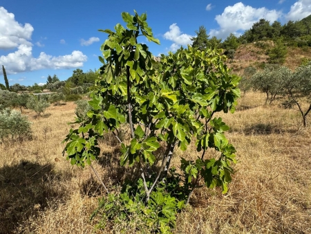 Seferihisar Orhanlı'da 12.5 Dönüm İçinde Satılık 6+1 Ev ve Tarla-thumb-169cc079b2.jpg